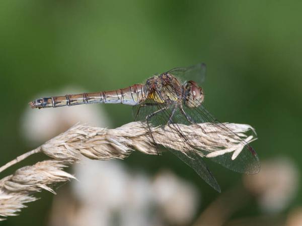 <h3>Sympetrum&nbsp;striolatum / Common&nbsp;darter / Bruinrode&nbsp;heidelibel</h3>